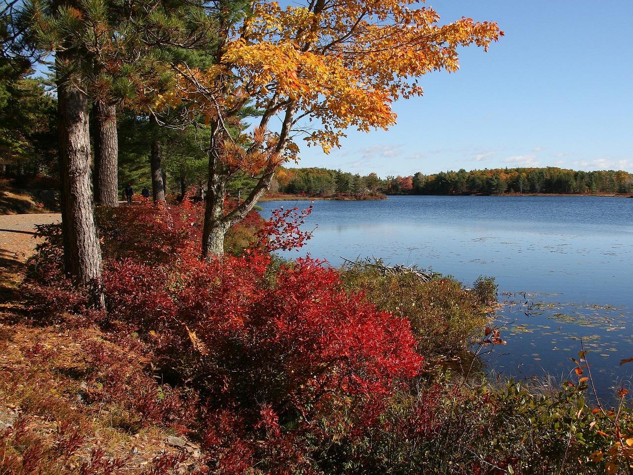 Fall foliage along a body of water in Acadia National Park. Image by user 12019 from Pixabay.