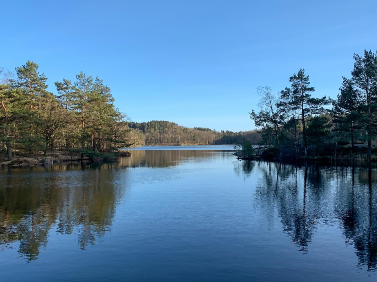 A river with a blue clear sky. Green evergreens and woods reflect on the calm water.