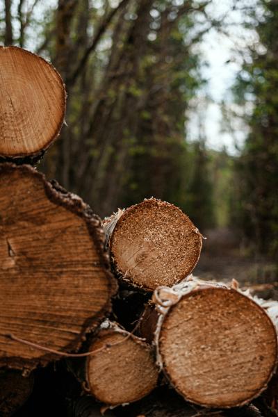 Pine tree logs.